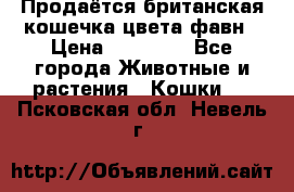 Продаётся британская кошечка цвета фавн › Цена ­ 10 000 - Все города Животные и растения » Кошки   . Псковская обл.,Невель г.